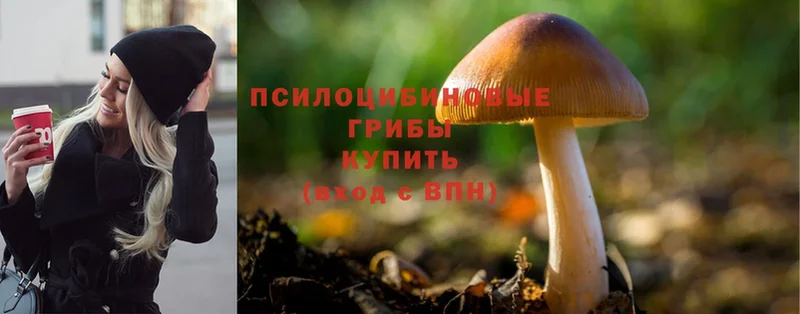 Псилоцибиновые грибы Psilocybine cubensis  Балашов 